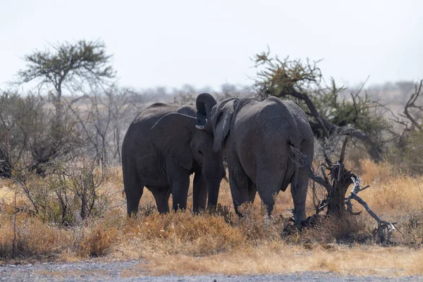 Zwei Afrikanische Elefanten Loxodonta Africana Bekämpfen Sich Etosha Nationalpark Namibia — Stockfoto