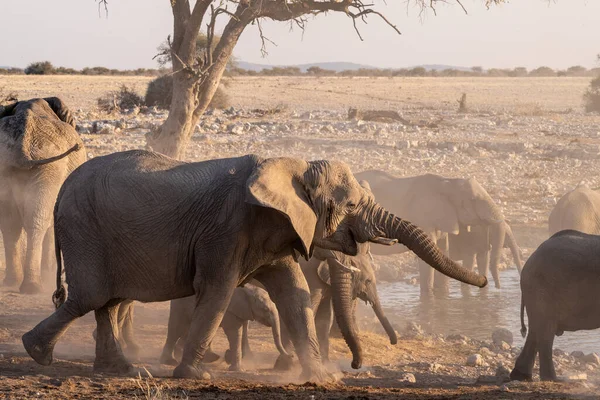 在纳米比亚埃托沙国家公园的一个水坑里 一群大象在黄金时段洗澡 — 图库照片