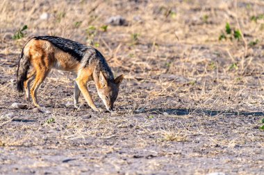 Botsvana 'da Chobe Ulusal Parkı' nda sabah erken saatlerde gezinen yan çizgili bir çakal -Canis Adustus..