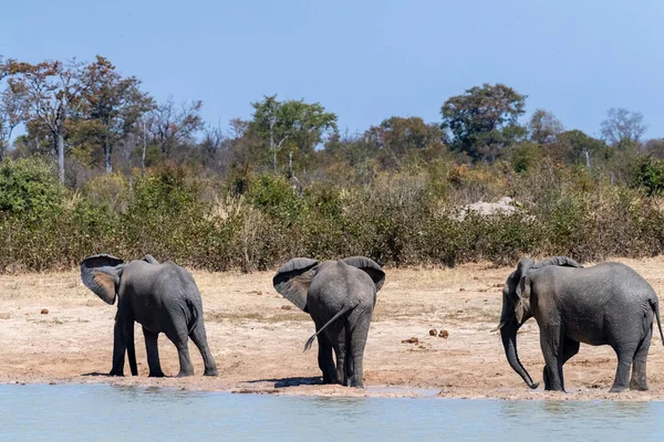 Telephoto shot three African Elephants -Loxodonta Africana- standing near a waterhole in Botswana
