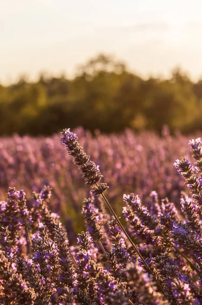 Detail Lavender Field Southern French Provence Sunny Summer Afternoon — Stockfoto