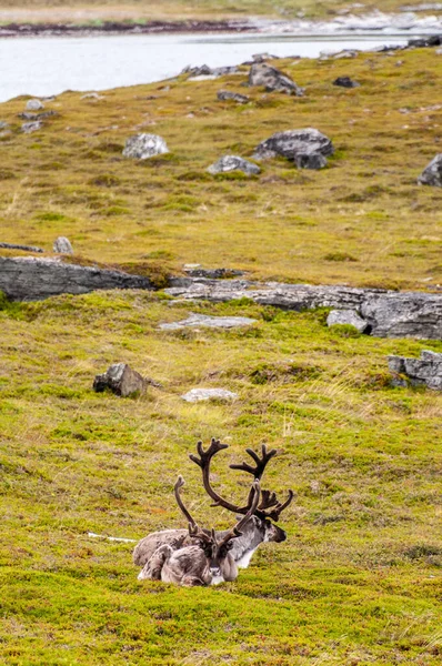 Telephot Shot Running Reindeer Northern Norway — Fotografia de Stock