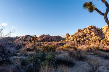 Gün batımında Joshua Tree Ulusal Parkı 'nın manzara görüntüsü.
