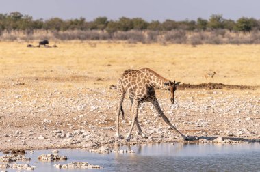 Angolan Zürafaları, Giraffa Zürafaları, Namibya 'daki Etosha Ulusal Parkı' ndaki bir su birikintisinden su içiyorlar..