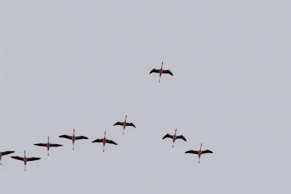 Greater Flamingos Phoenicopterus Roseus Longo Das Margens Baía Walvis Namíbia — Fotografia de Stock