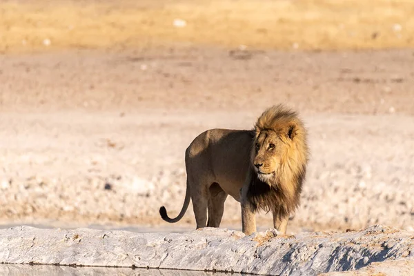Erkek Bir Aslanın Panthera Leo Nun Namibya Daki Etosha Ulusal — Stok fotoğraf