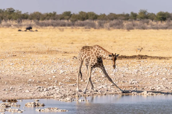 アンゴラキリン Giraffa Giraffa Angolensis エトーシャ国立公園 ナミビアの水飲み場から立ち飲み — ストック写真