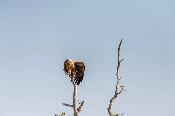 Nahaufnahme Eines Tawny Eagle Rapax Von Aquila Sitzt Einer Baumkrone — Stockfoto