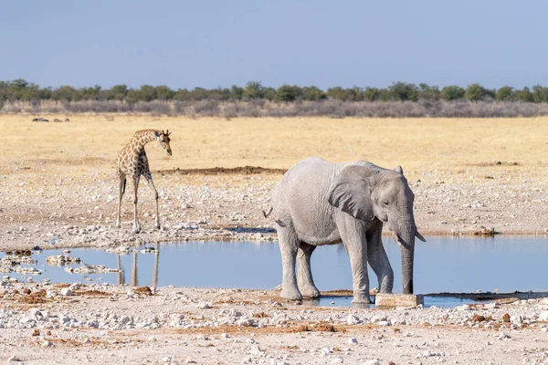 포토는 나미비아에 있는에 공원의 물웅덩이 근처를 아프리카코끼리 아프리카나 앙골라 사진을 — 스톡 사진