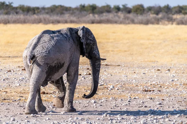 Telephoto Shot One Giant African Elephant Loxodonta Africana Walking Plains — Stock Photo, Image