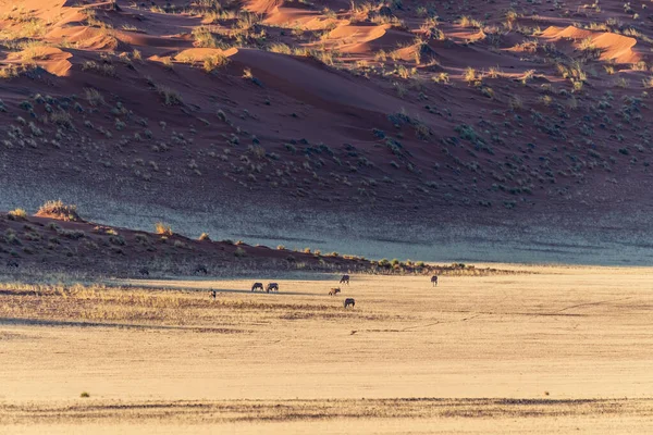 Телефотосъемка Стада Газелей Орикс Орикс Фоне Впечатляющих Красных Песчаных Дюн — стоковое фото