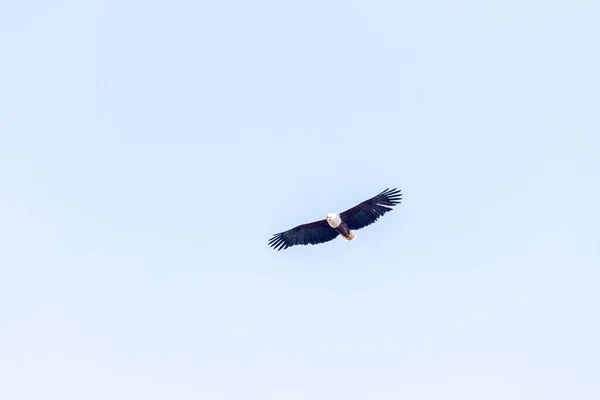 Telefoto Águila Pescadora Africana Haliaeetus Vocifer Girando Sobre Delta Del — Foto de Stock