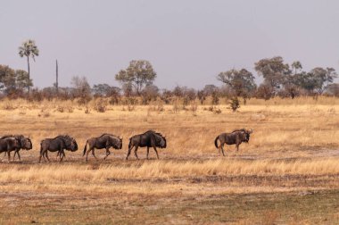Botsvana, Okavango Deltası düzlüklerinde yürüyen mavi bir antilop sürüsünün tele-hoto görüntüsü..
