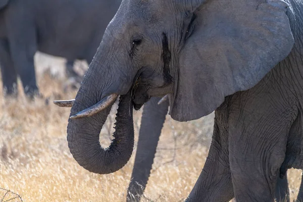 Eine Herde Afrikanischer Elefanten Loxodonta Africana Weidet Den Ebenen Des — Stockfoto