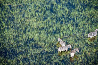 Aerial shot of a herd of Zebras grazing in the Okavango delta wetlands in Botswana.