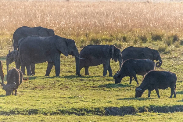 보츠와나 Chobe 강변에서 먹이는 아프리카 코끼리의 — 스톡 사진