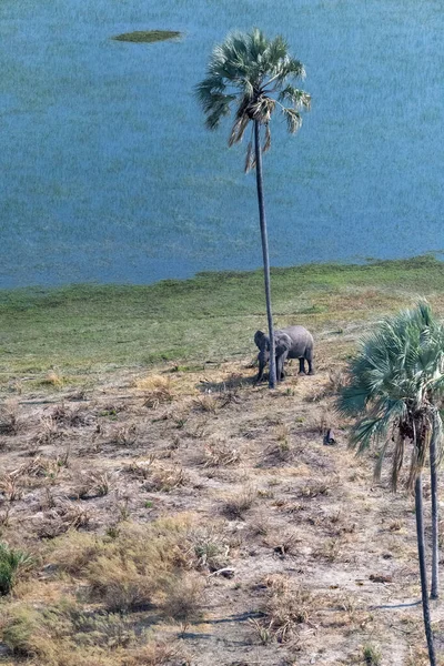 Аэрофотосъемка Африканского Слона Стоящего Рядом Пальмой Потрёт Голову Дельта Окаванго — стоковое фото