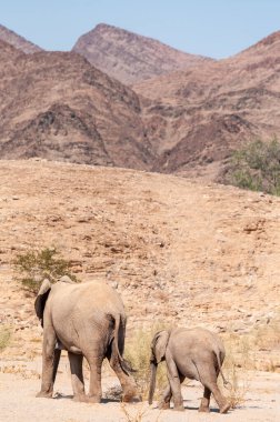 Kuzey Batı Namibya 'da çölde başıboş dolaşan iki Afrika çöl fili Loxodonta Afrikana' nın yakınlaşması..