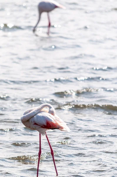 Greater Flamingos Phoenicopterus Roseus Shores Walvis Bay Namibia — Stock Photo, Image