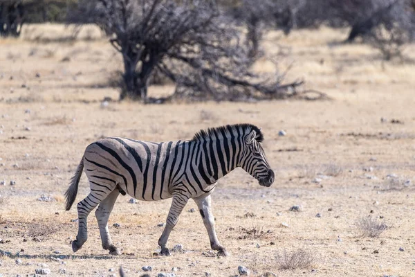 エトーシャ国立公園 ナミビアの平野にあるBurchels Plains Zebra Equus Quagga Burchelliの写真 — ストック写真