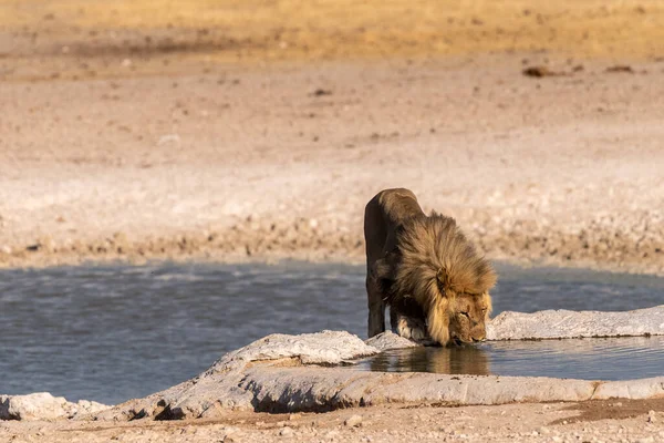 Close Male Lion Panthera Leo Drinking Waterhole Etosha National Park — Stock fotografie