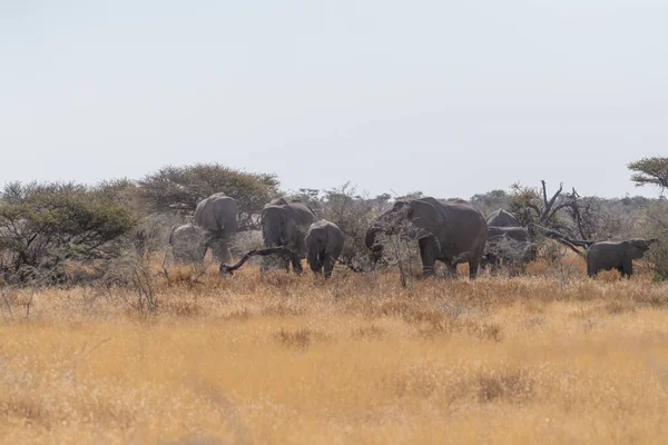 Стадо Африканских Слонов Локсодонтов Африканцев Пасутся Равнинах Национального Парка Этоша — стоковое фото