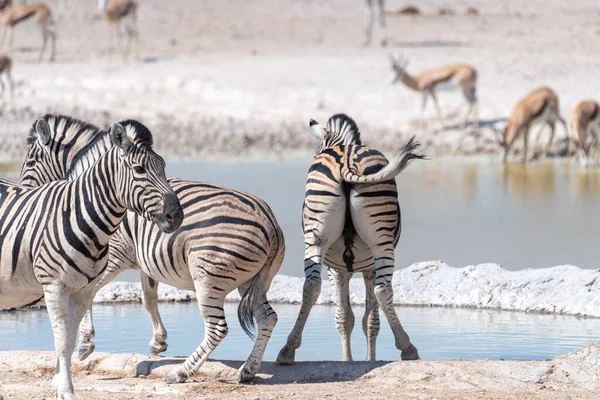 Telephoto Shot Herd Burchells Plains Zebras Equus Quagga Burchelli Standing — Stock Photo, Image
