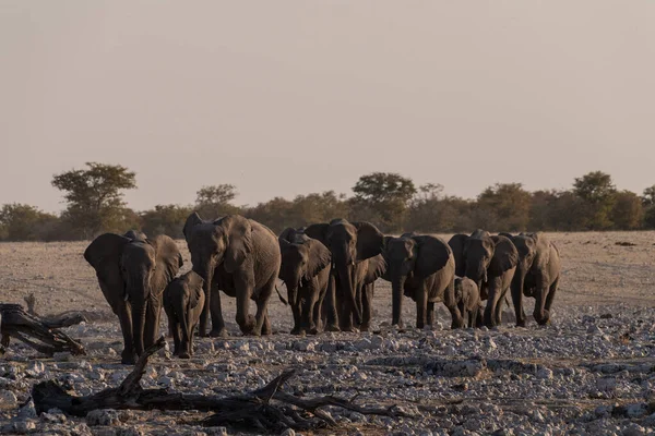 Stado Afrykańskiego Słonia Loxodonta Africana Kąpiące Się Wodopoju Parku Narodowym — Zdjęcie stockowe