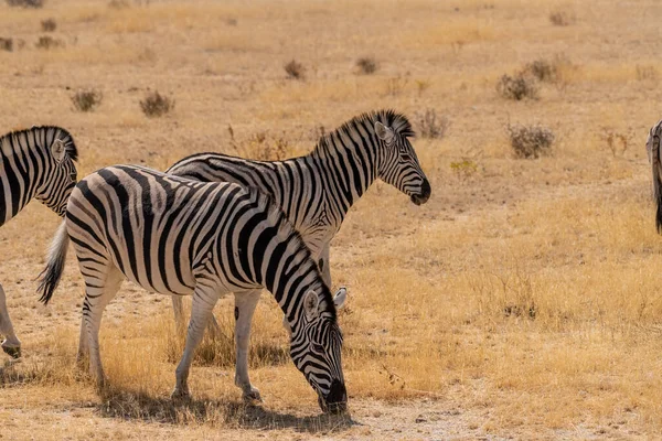 Τηλεφωτογραφία Τριών Burchells Plains Zebras Equus Quagga Burchelli Που Βόσκουν — Φωτογραφία Αρχείου
