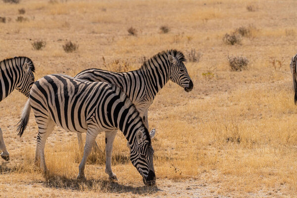 Telephoto shot of three Burchells Plains zebras -Equus quagga burchelli- grazing on the plains of Etosha National Park, Namibia.