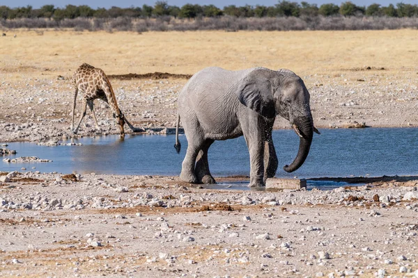 Teleaufnahme Eines Riesigen Afrikanischen Elefanten Loxodonta Africana Einer Angolanischen Giraffe — Stockfoto