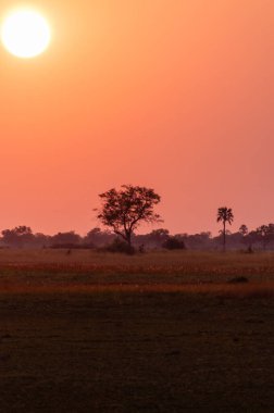 Okavango deltasındaki güzel bir günbatımının geniş açılı görüntüsü..