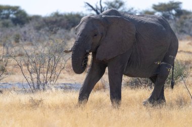 Afrika fili Loxodonta Afrika 'nın Namibya' daki Etosha Ulusal Parkı 'nın düzlüklerinde otlayan dev bir filin telefon çekimi..