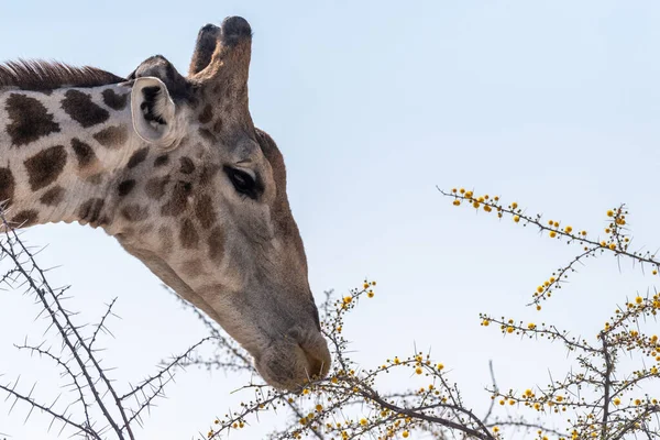 Nahaufnahme Einer Angolanischen Giraffe Die Beeren Von Einem Baum Etosha — Stockfoto