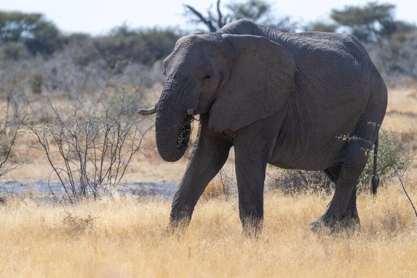 Teleobiektyw Gigantycznego Afrykańskiego Słonia Loxodonta Africana Wypas Równinach Parku Narodowego — Zdjęcie stockowe