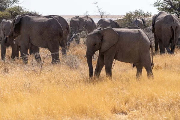 ナミビアのエトシャ国立公園の背の高い草を歩く2頭の大人の象に囲まれた赤ちゃん象のクローズアップ — ストック写真