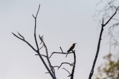 Botsvana 'da Chobe Ulusal Parkı' nda bir ağaç dalında oturan beyaz önlü bir arı yiyici..