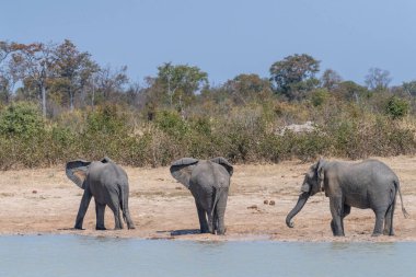 Telefoto, Botsvana 'da bir su birikintisinin yanında duran Loxodonta Africana adlı üç Afrika filini vurdu.