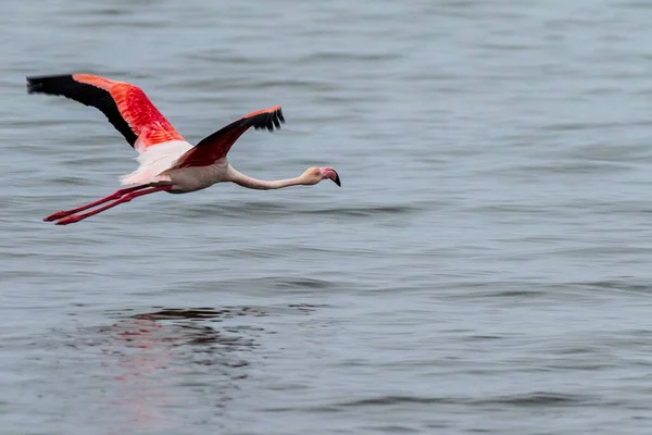 Closeup Greater Flamingo Phoenicopterus Roseus Flying Shores Walvis Bay Namibia — Stock Photo, Image