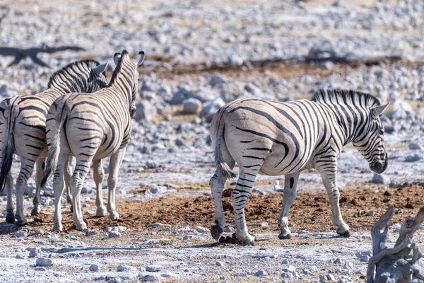 Skupina Burchells Plains Zebra Equus Quagga Burchelli Shromažďuje Pláních Národního — Stock fotografie