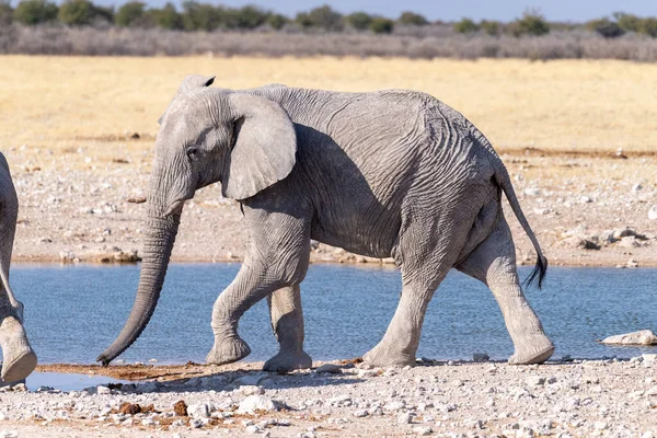 ナミビアのエトシャ国立公園の水穴の近くを歩く1つの巨大なアフリカ象のテレフォトショット — ストック写真
