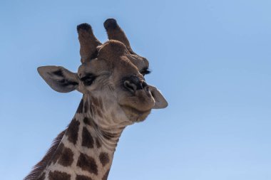 Telephoto shot of an Angolean Giraffe in Etosha Naitonal Park, Namibia.
