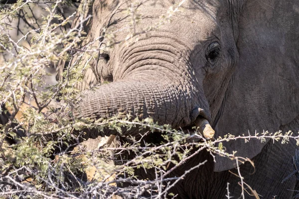 Telefoto Disparo Cabeza Elefante Africano Loxodonta Africana Comiendo Parque Nacional — Foto de Stock