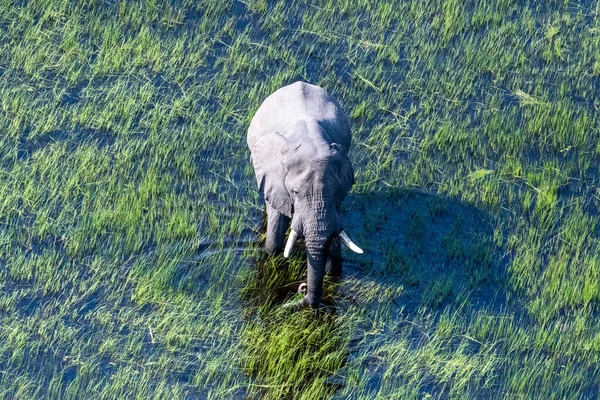Aerial Telephoto Shot African Elephant Wading Shallow Waters Okavango Delta — Φωτογραφία Αρχείου