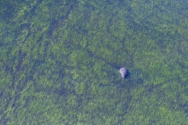 Aerial Telephoto Shot Hippopotamus Partically Submerged Okavango Delta Wetlands Botswana — Stock Photo, Image