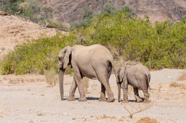 Kuzey Batı Namibya 'da çölde başıboş dolaşan iki Afrika çöl fili Loxodonta Afrikana' nın yakınlaşması..