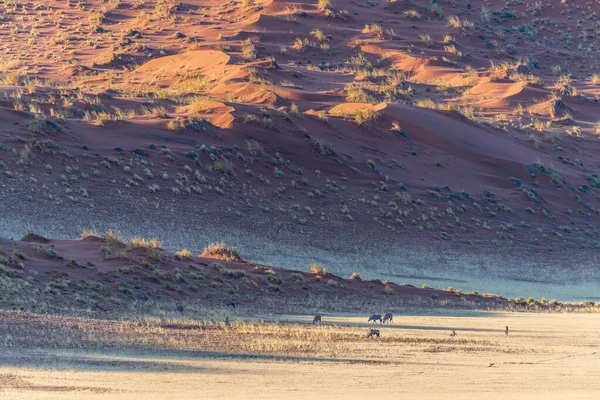 オリックスの群れのテレフォトショット オリックスガゼラ サスベアの印象的な赤い砂丘の背景に対するシーン — ストック写真