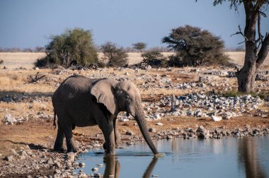 Namibya 'daki Etosha Ulusal Parkı' ndaki bir su birikintisinden su içen dev bir Afrika Fili Loxodonta Afrika 'nın telefon çekimi..