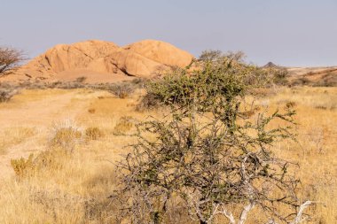 Namibya 'nın ünlü simgesi Spitzkoppe yakınlarında nispeten yeşil bir çöl manzarası..