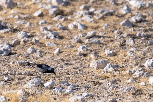 Telephoto Shot Blacksmith Lapwing Vanellus Armatus Etosha National Park Namibia — Stock Photo, Image
